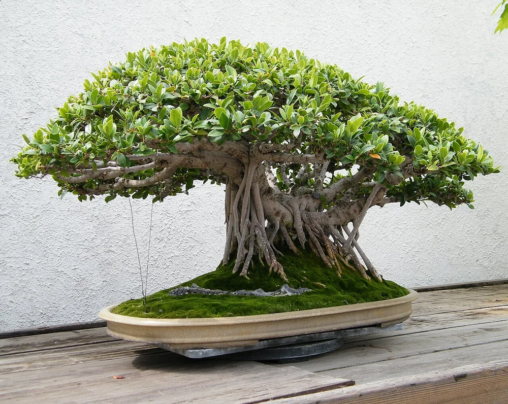 Cây bonsai thật với tán lá xanh và bộ rễ nổi trong chậu cảnh